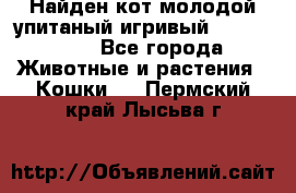 Найден кот,молодой упитаный игривый 12.03.2017 - Все города Животные и растения » Кошки   . Пермский край,Лысьва г.